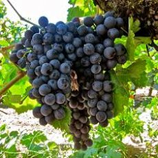 BIO hrozno modré 500g