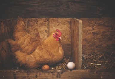 Prečo sliepky nenesú vajcia?