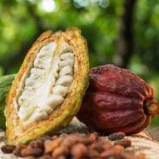 Kakaový plod - 3ks v balení