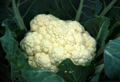 Karfiol ako mozoček. Ako toto jedlo vzniklo a ako si ho čo najchutnejšie pripraviť + vegan verzia receptu