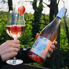 Frizzante Zweigeltrebe - perlivé polosladké víno - ružové 0,75 l (2022)