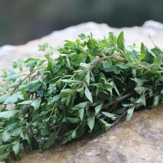 Oregano 50 g (balenie)