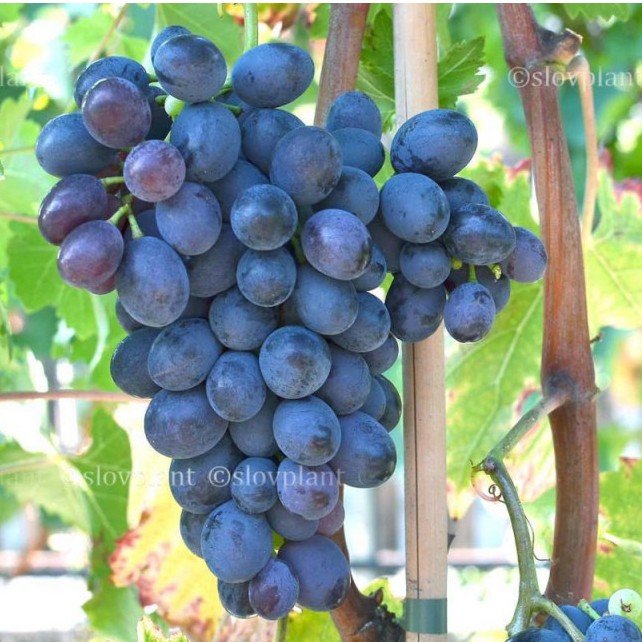 BIO hrozno modré 500g